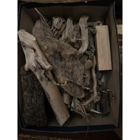 Driftwood 42# Lotaquarium terrarium beach decor‎ taxidermy Hermit Crabs +++